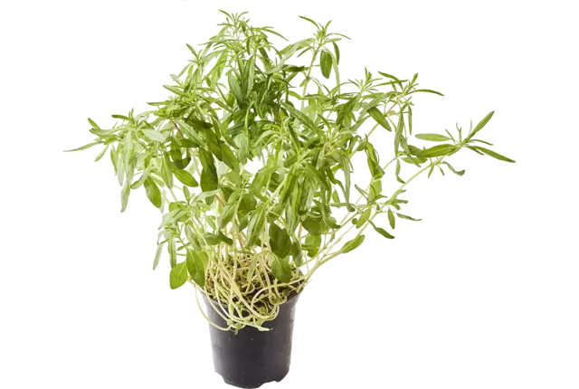 BIO Sarriete en pot 2pc pièce